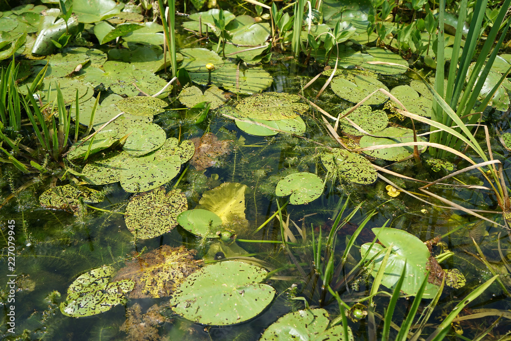 Garden ponds are impressive small biotopes
Garden ponds are impressive small biotopes