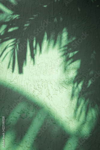 Tropical background of palm frond shadows on textured green wall