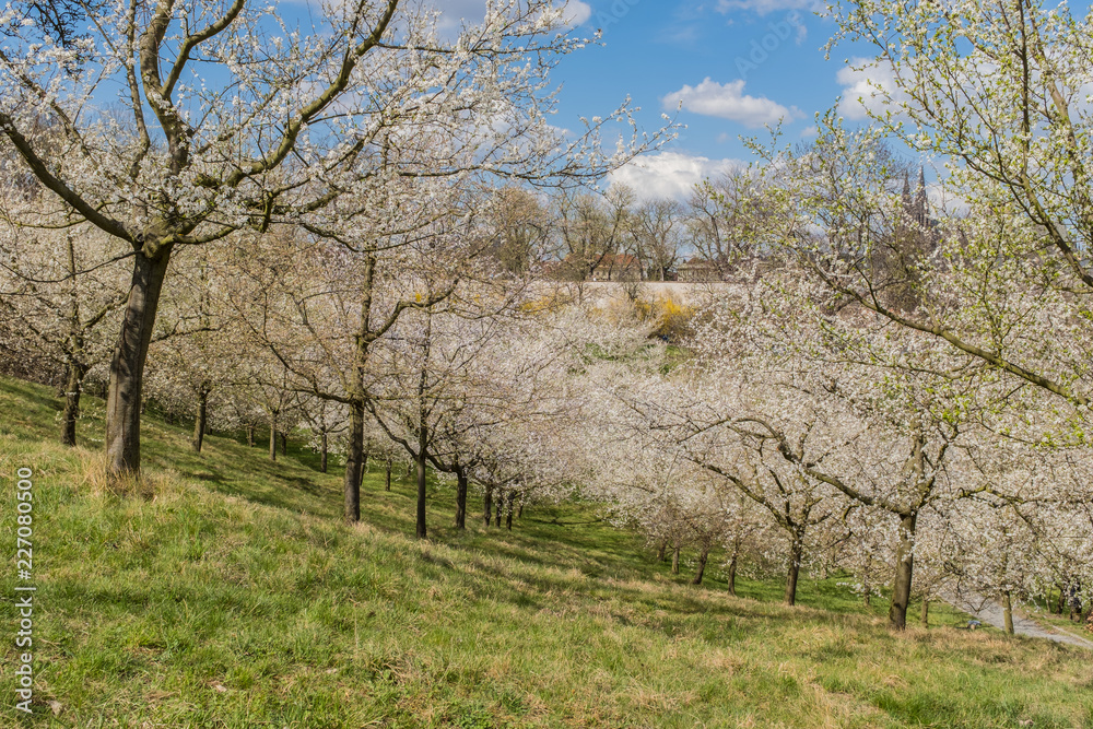 Spring in Prague. Flowering apple trees on Petrin Hill. Spring cityscape