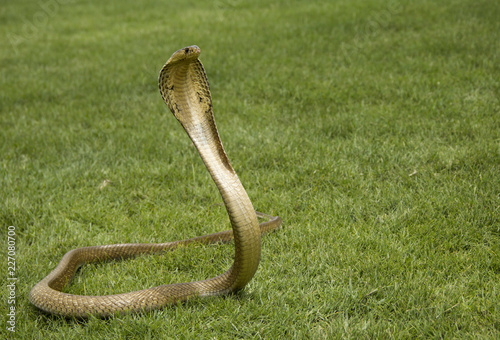Canvastavla Snake Siamese cobra ( Naja kaouthia ) gold color on the green grass