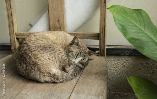 Cat Gray tabby curled sleep on ancient wooden chair provide a sense of comfort in an atmosphere of old In a country home. photo