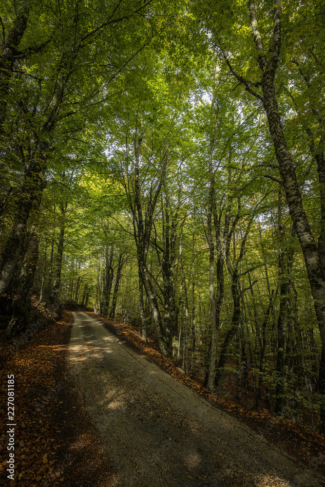 Autumn Road in the Mountain in the wood Autumn Road in the Mountain in the wood