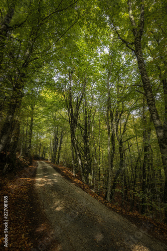 Autumn Road in the Mountain in the wood © patrick