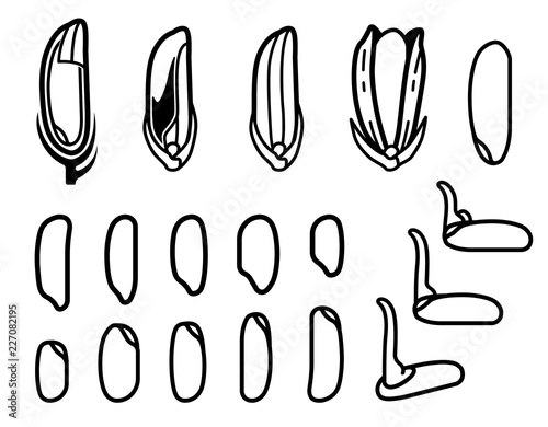 Evolution of rice germination and shape of seed.