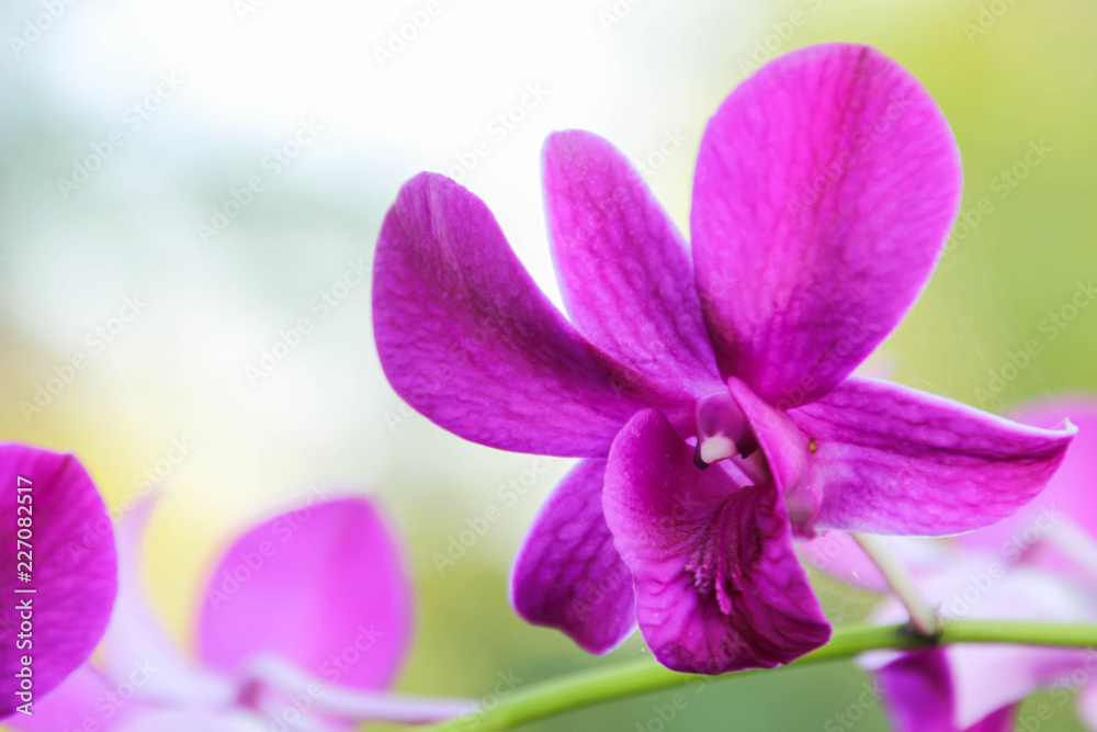 Obraz premium Orchids in the garden for the design of beauty and postcards.