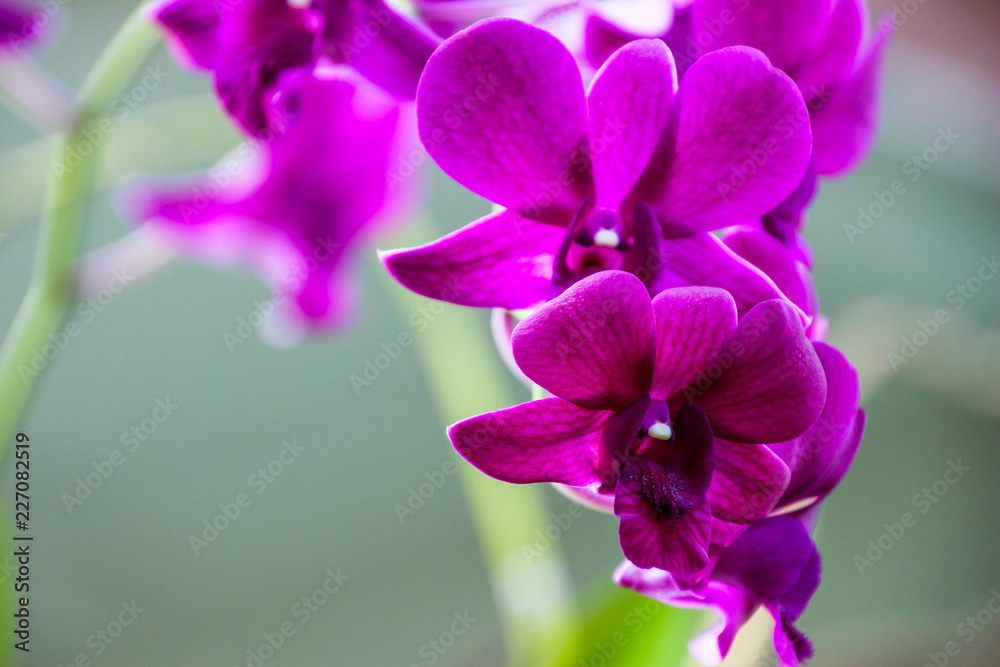 Orchids in the garden for the design of beauty and postcards. Orchids in the garden for the design of beauty and postcards.