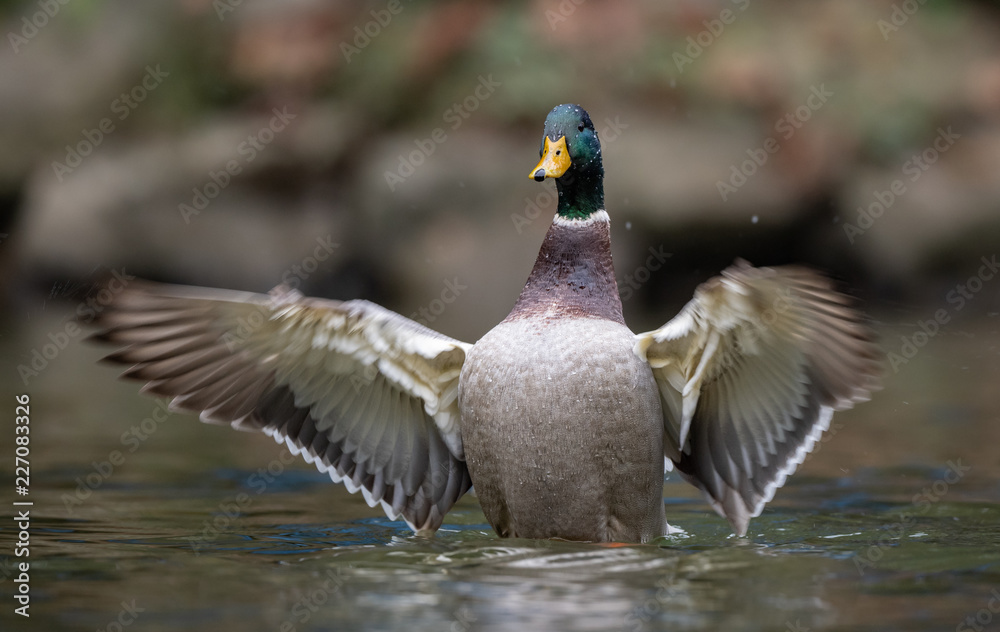 Obraz premium Mallard Duck 