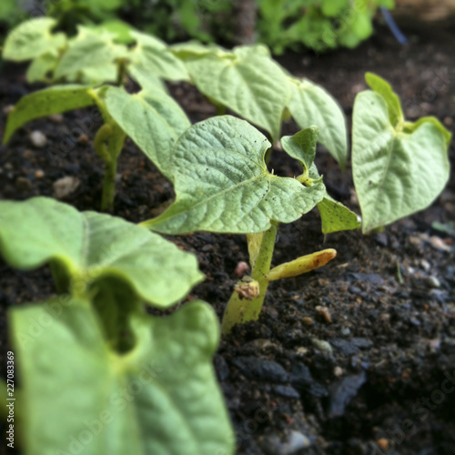 Wallpaper Mural green plant in the garden Torontodigital.ca