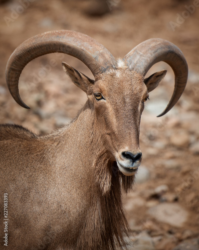 Barbary sheep poses on the rocks for a portrait