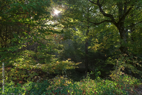 backlight and autumn season in Rambouillet forest