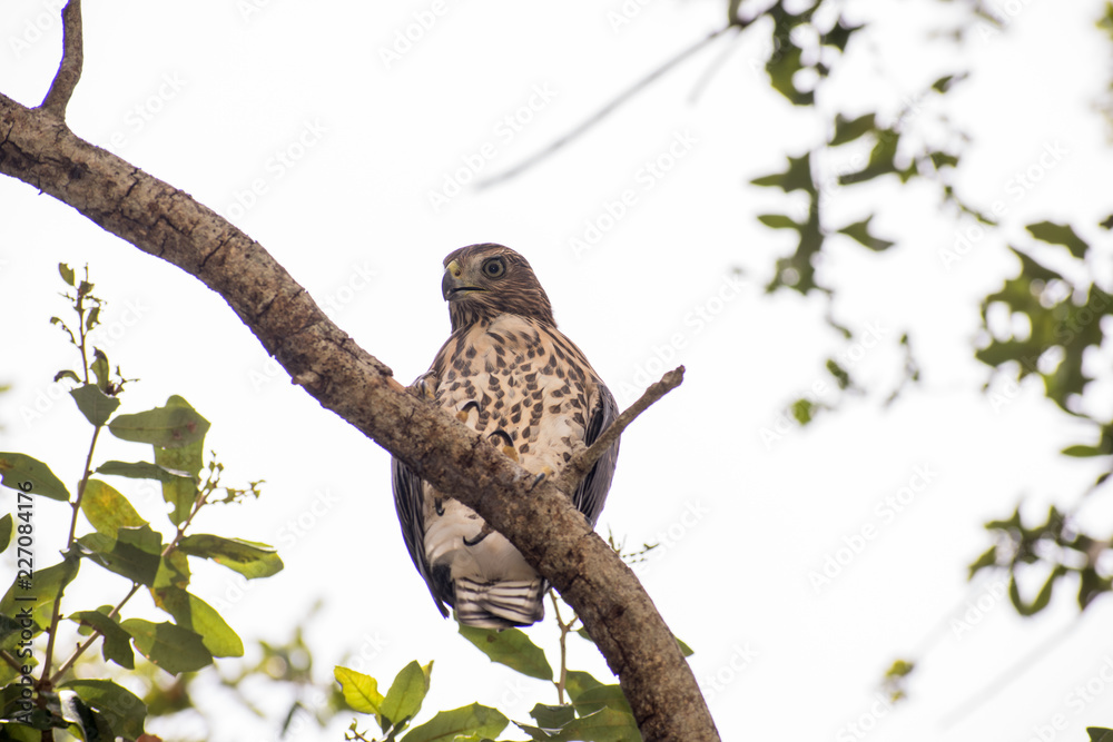 falcon, fly, bird, nature, decor falcon, fly, bird, nature, decor