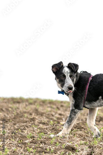 Blue heeler in field with tongue
