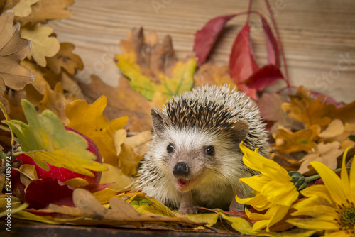Four-toed Hedgehog (African pygmy hedgehog) - Atelerix albiventris funny autumnal picture photo