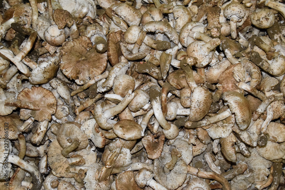 Field champignons. Edible mushroom. Mushrooms background texture. Dirty champignons