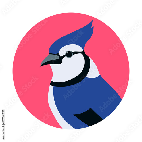 blue jay head vector illustration flat style