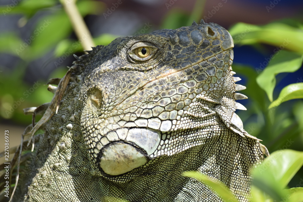 Obraz premium Iguana 2