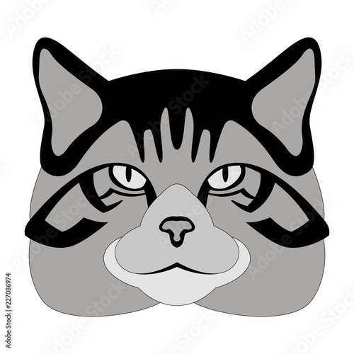 scottish wildcat head vector illustration  flat
