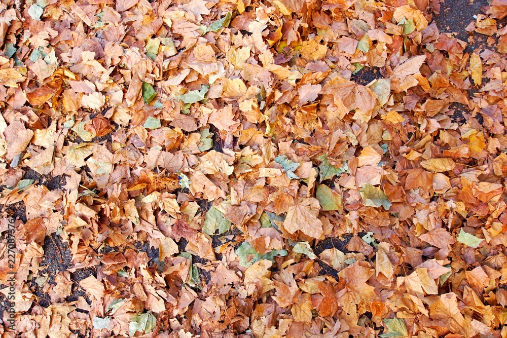 Autumn fallen leafs Autumn fallen leafs