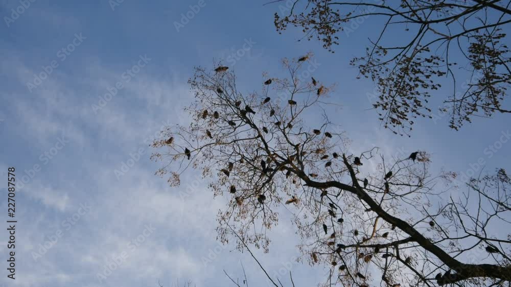 The Rooks Have Come silhouettes of birds on tree branches The Rooks Have Come silhouettes of birds on tree branches