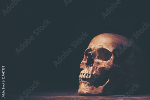 Human skull in dark tone background for using in Halloween concept, scary and death style with old white horror bone skeleton, real anatomy education
