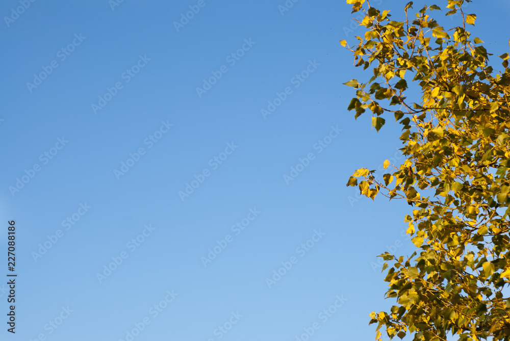 Autumn maple leaves with the blue sky background, copy space. Autumn maple leaves with the blue sky background, copy space.