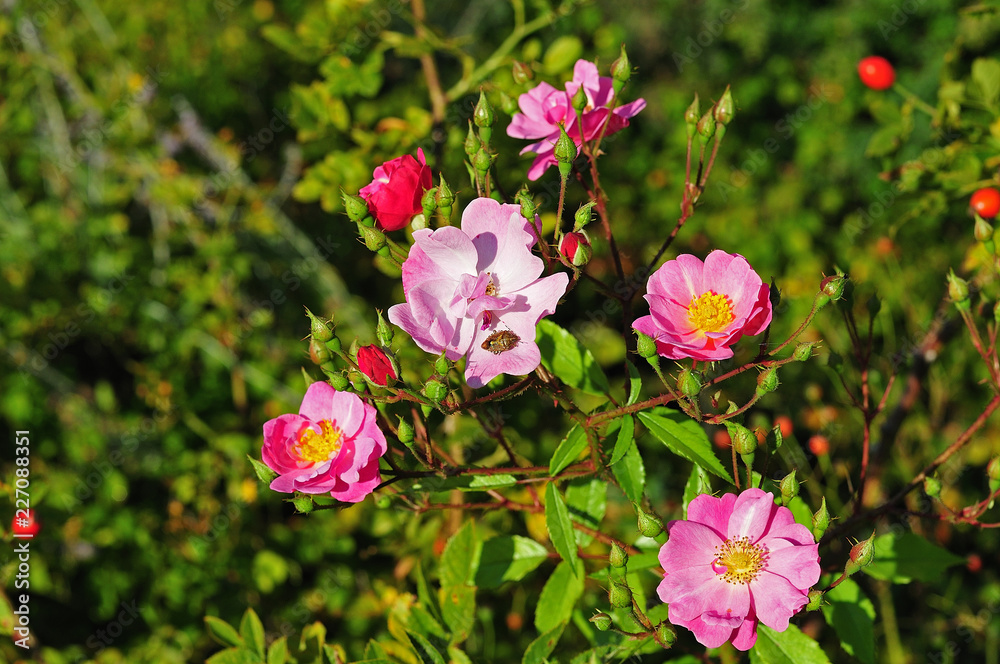 flowers of a dog rose with shield bug