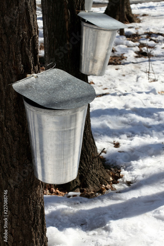 Maple Trees With Sap Buckets For Syrup