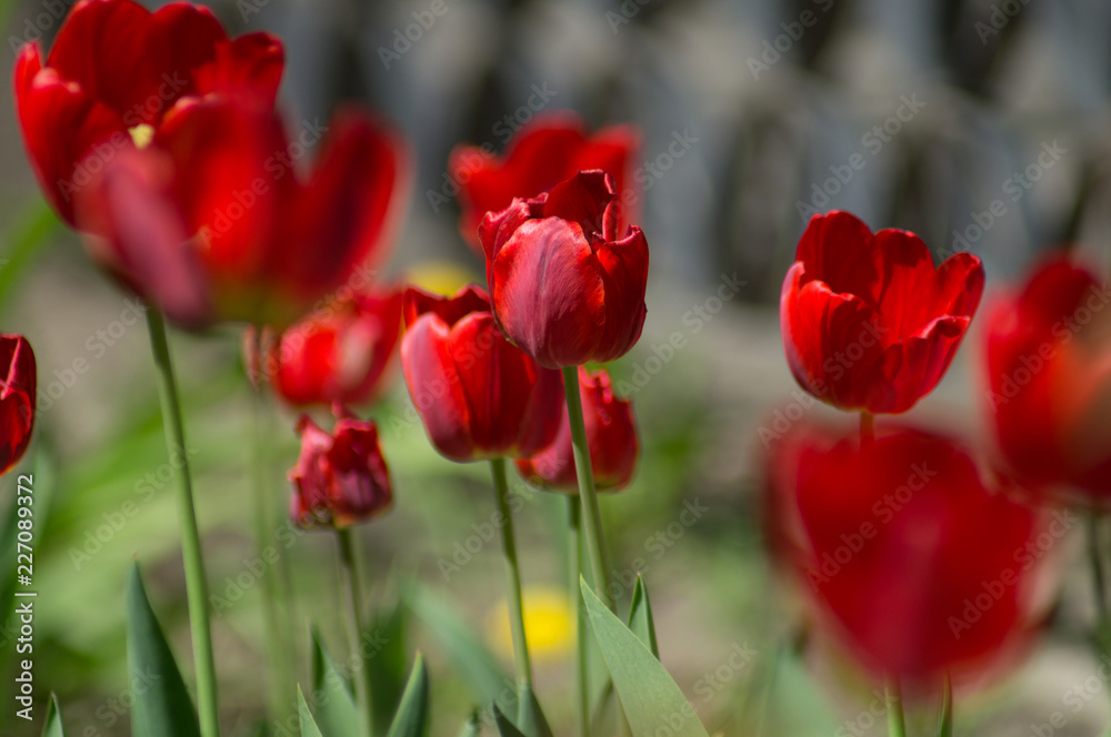Obraz premium red tulips in the garden