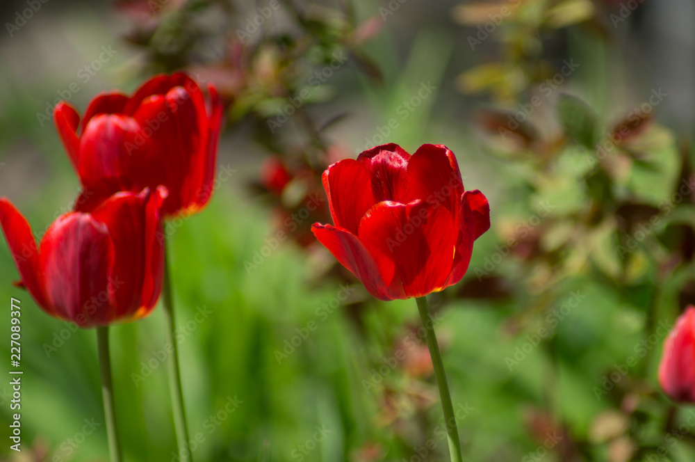 red tulips in the garden