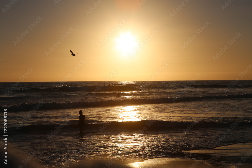 Sea Gull Ocean Sunset