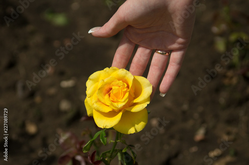 woman holding a bouquet of roses in hands