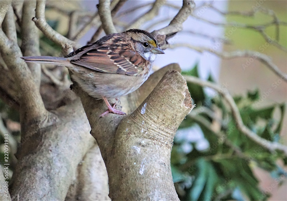 Fototapeta premium A cute white throated sparrow (Zonotrichia albicollis) perching on the branch of the tree on the garden background, Autumn in GA USA.