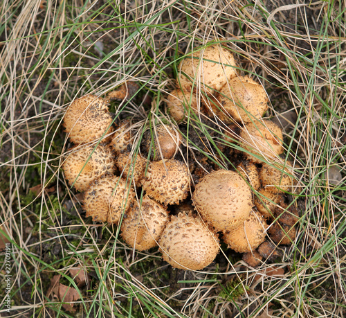 Cluster of Golden Scalycap mushrooms or Pholiota aurivella photo