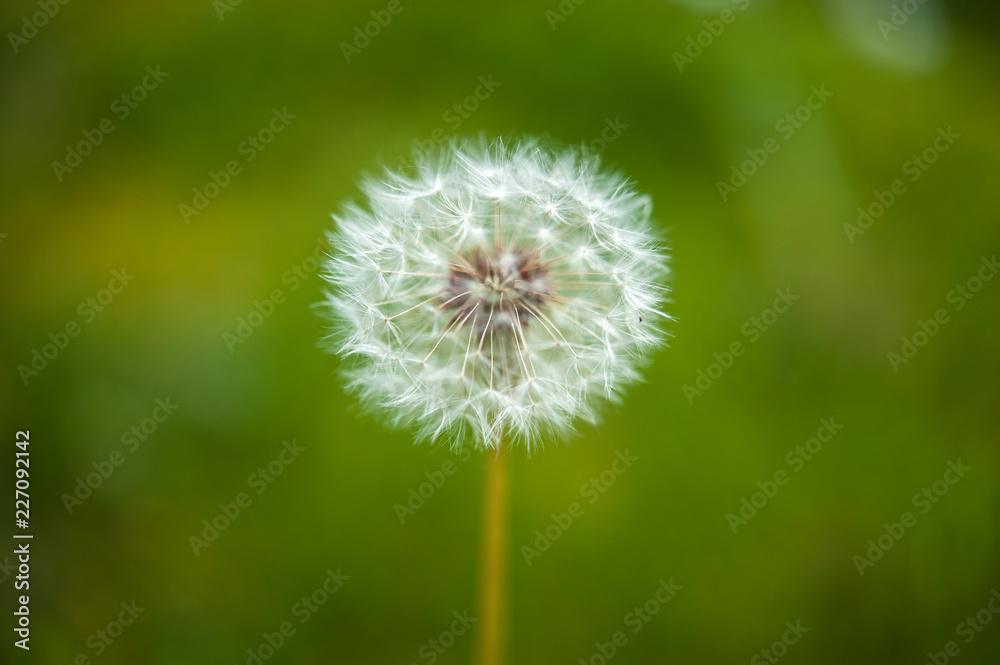 Fototapeta premium Kwiat mniszka lekarskiego