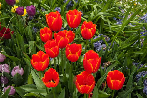 Garden with tulips