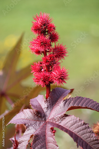 Red fruits of Castor-beans plant or Ricinus communis photo
