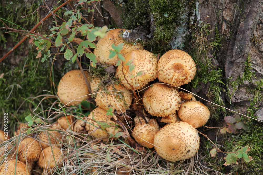 Cluster of Golden Scalycap mushrooms or Pholiota aurivella Cluster of Golden Scalycap mushrooms or Pholiota aurivella