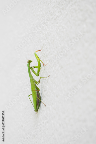 Praying mantis, green mantis religiosa on a white wall