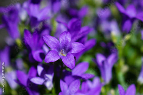 Campanula flower blossom close up. Purple bellflower in garden  Campanula portenschlagiana 