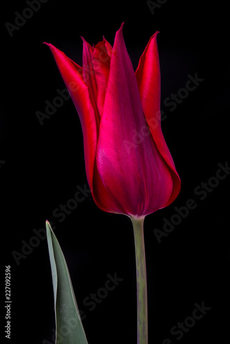 Tulip on black background