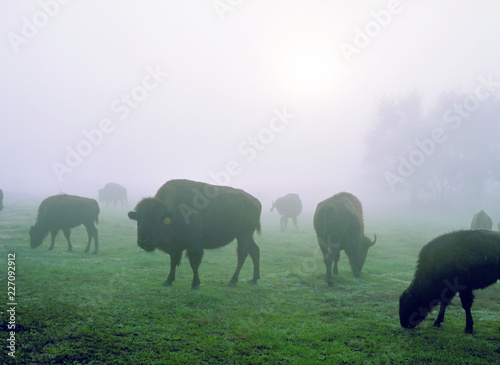 Buffalo in Fog photo