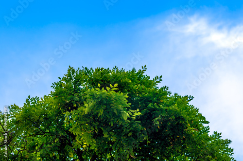 branches of a tree with green leaves against a blue sky with white clouds