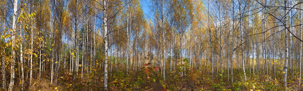 Panorama of autumn birch forest
