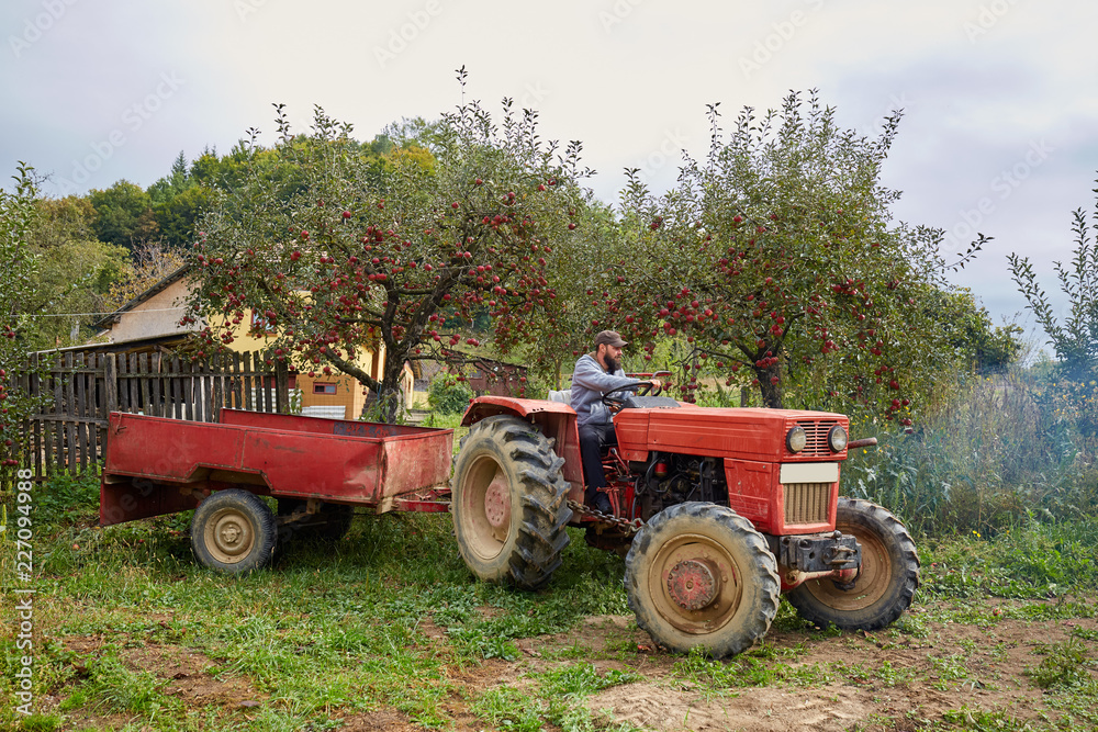 Farmer driving tractor through backyard orchard Farmer driving tractor through backyard orchard