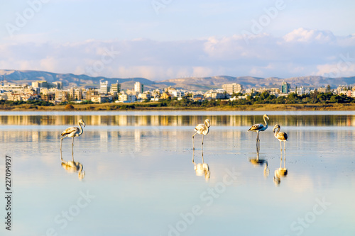 Salt lake with flamingos, Larnaka, Cyprus