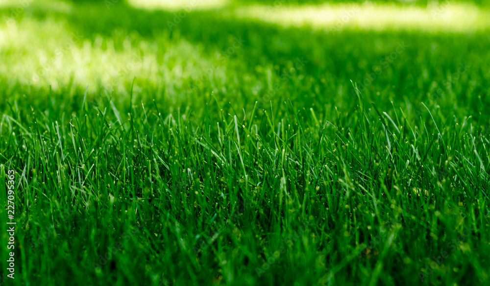 texture of a green grass on a lawn in the park