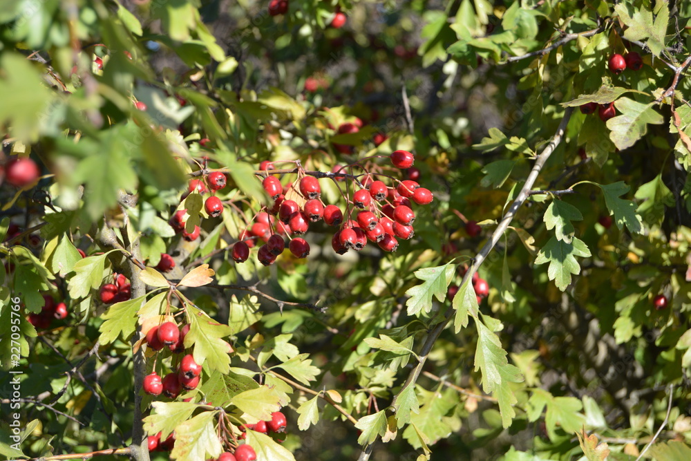 Red hawthorn berry on a bush. Red hawthorn berry on a bush.