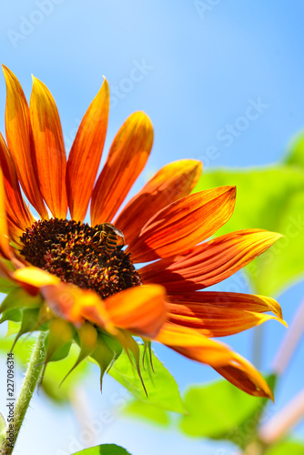 Fototapeta Naklejka Na Ścianę i Meble -  Sonnenblume