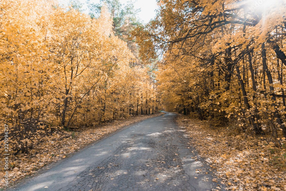 Obraz premium autumn golden trees and country asphalt road