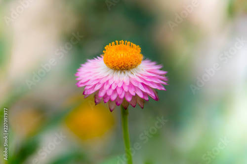 Beautiful Pink Single Flower